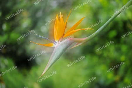 Paradiesvogelblume (Strelitzia reginae), Vorkommen S?dafrika, Doppelbelichtung