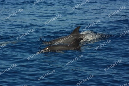 Delphine im Atlantik