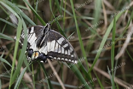 Schwalbenschwanz, Papilio machaon 