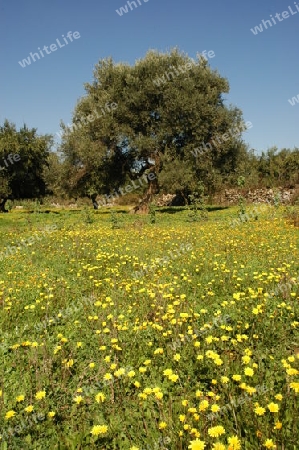 Blumenwiese auf Kreta