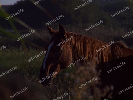 Pferdekopf bei Mmorgendlicher Sonne