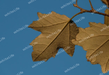 Autumn leaves from behind - Herbstlaub von hinten