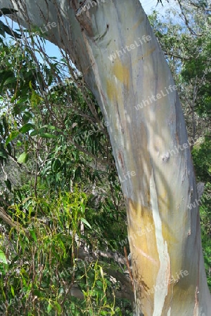 Eukalyptusbaum, Madeira