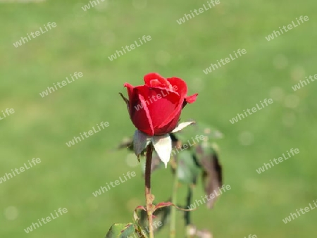 Einzelne Rose im Garten