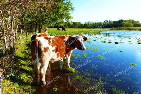 Flooded meadow with lost cows at fantastic weather - ?berschwemmte Wiese mit verlorenen K?hen bei traumhaften Wetter
