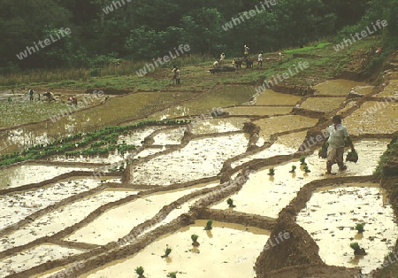 Arbeit auf dem Reisfeld